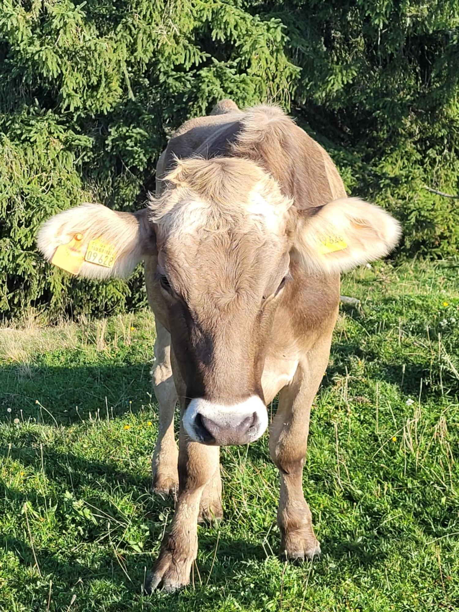 Ferienwohnung Allgaeublick Wangen im Allgäu Exterior foto